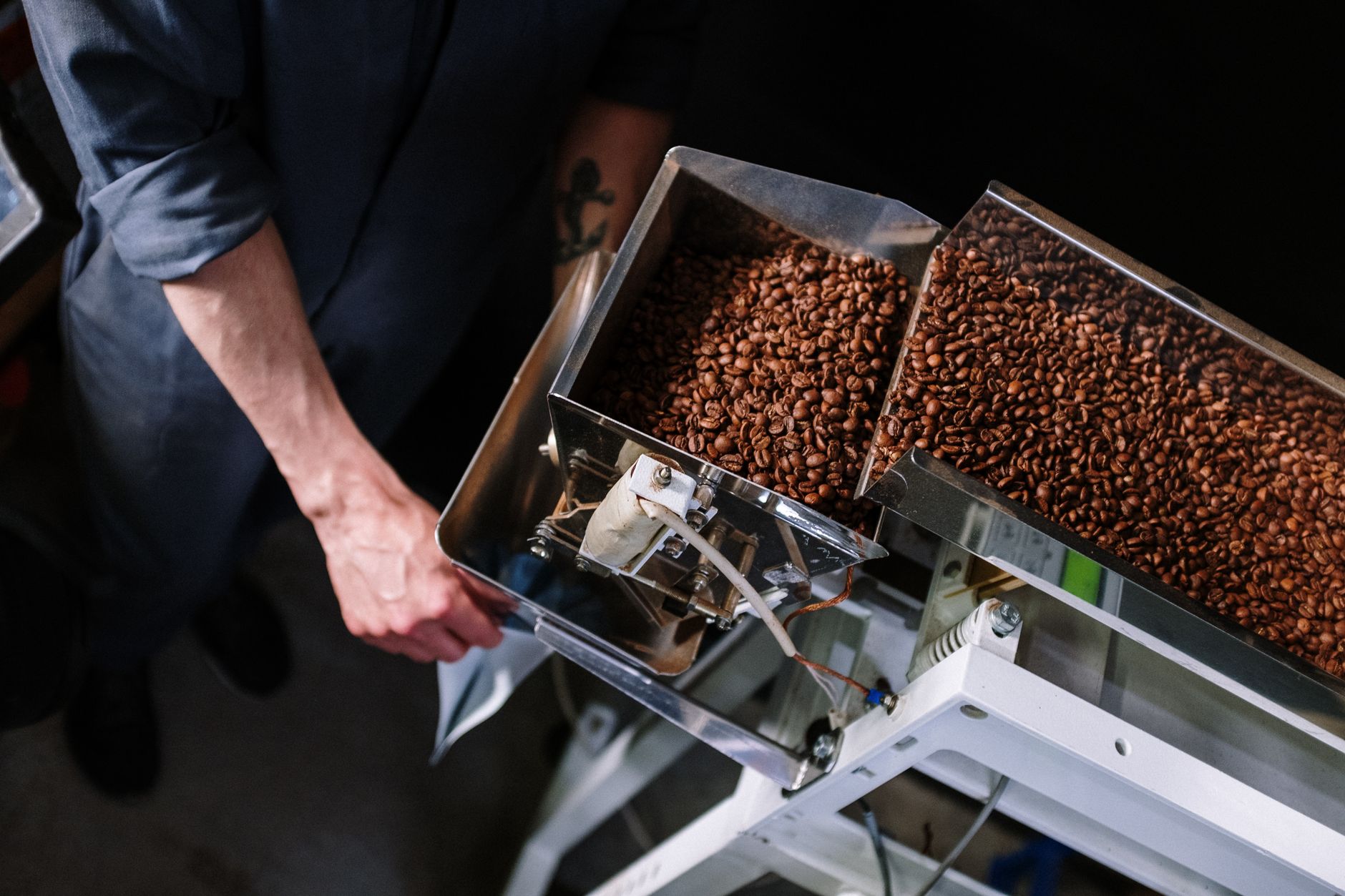 Coffee farmer inspecting beans