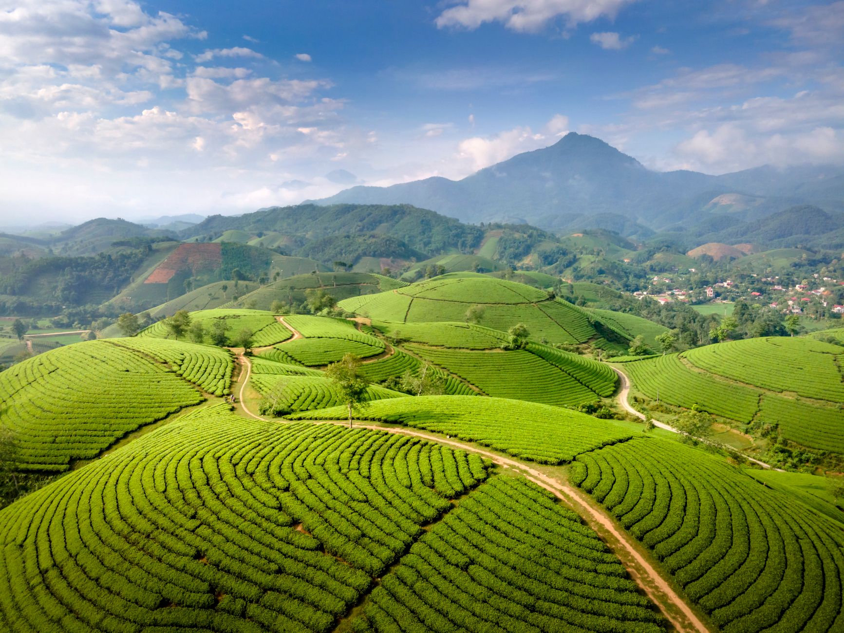 Sustainable coffee farm